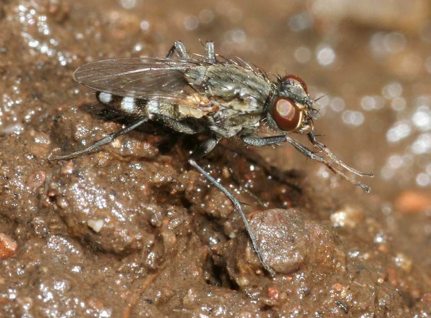 Lispe tentaculata ♀ e ♂ (Muscidae).